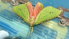 Aenetus eximia