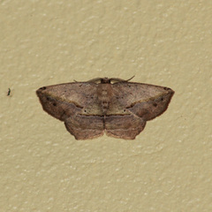 Eusarca concomitaria