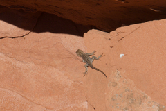 Sceloporus uniformis
