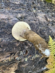 Turbinellus kauffmanii