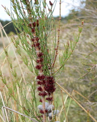 Allocasuarina paludosa