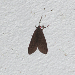 Virbia medarda