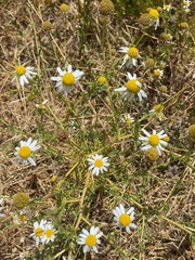 Anthemis