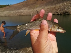Luciobarbus steindachneri