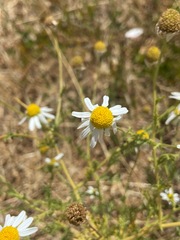 Anthemis