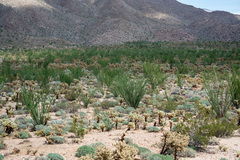 Fouquieria splendens splendens