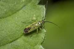 Ilnacora