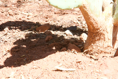 Sceloporus uniformis