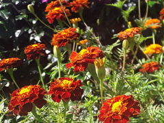 Tagetes