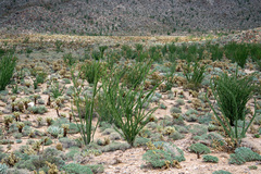 Fouquieria splendens splendens