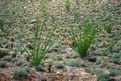 Fouquieria splendens splendens