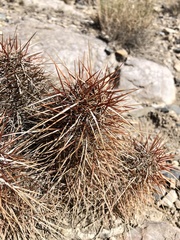 Echinocereus engelmannii engelmannii
