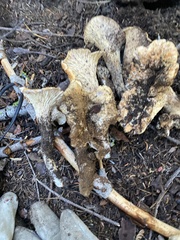 Turbinellus kauffmanii