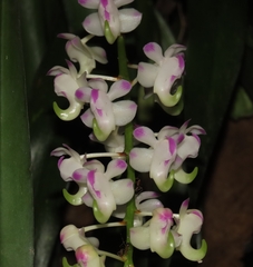 Aerides odorata