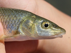 Luciobarbus steindachneri