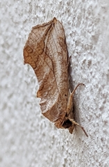 Oraesia emarginata