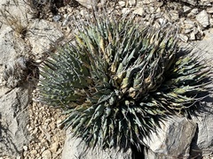 Agave utahensis
