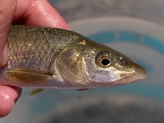 Luciobarbus steindachneri