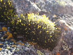 Grimmia laevigata