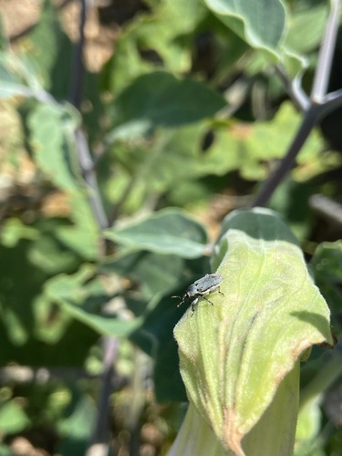 Tobacco Stalk Borer photo 4