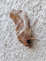 Oraesia emarginata