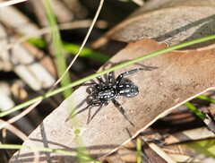 Nyssus albopunctatus