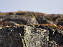 Plectrophenax nivalis