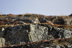 Plectrophenax nivalis