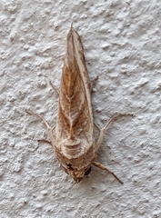 Oraesia emarginata