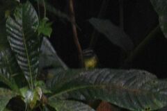 Basileuterus melanotis