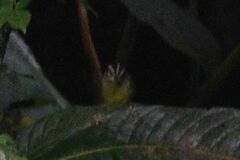 Basileuterus melanotis