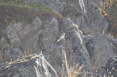 Plectrophenax nivalis