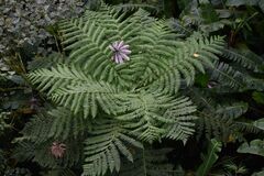 Cyathea