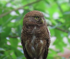 Glaucidium cuculoides