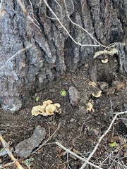 Turbinellus kauffmanii