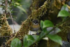 Chlorospingus flavopectus