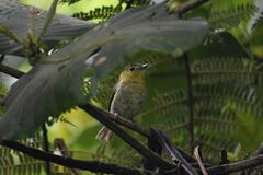 Pachyramphus versicolor