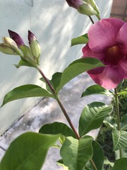Allamanda blanchetii