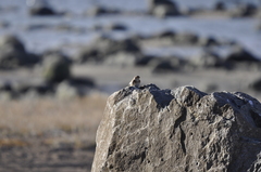 Plectrophenax nivalis