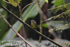 Basileuterus melanotis