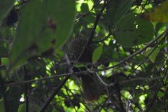 Syndactyla subalaris