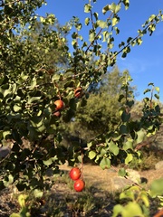 Prunus ilicifolia ilicifolia