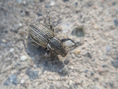 Naupactus