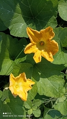 Cucurbita moschata
