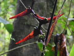 Heliconia monteverdensis image