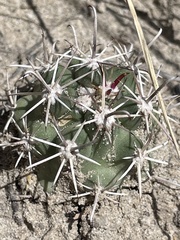 Sclerocactus cloverae