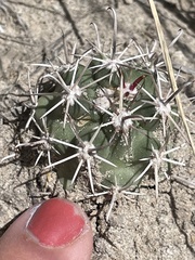 Sclerocactus cloverae