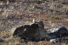 Plectrophenax nivalis