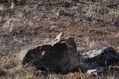 Plectrophenax nivalis