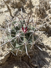 Sclerocactus cloverae